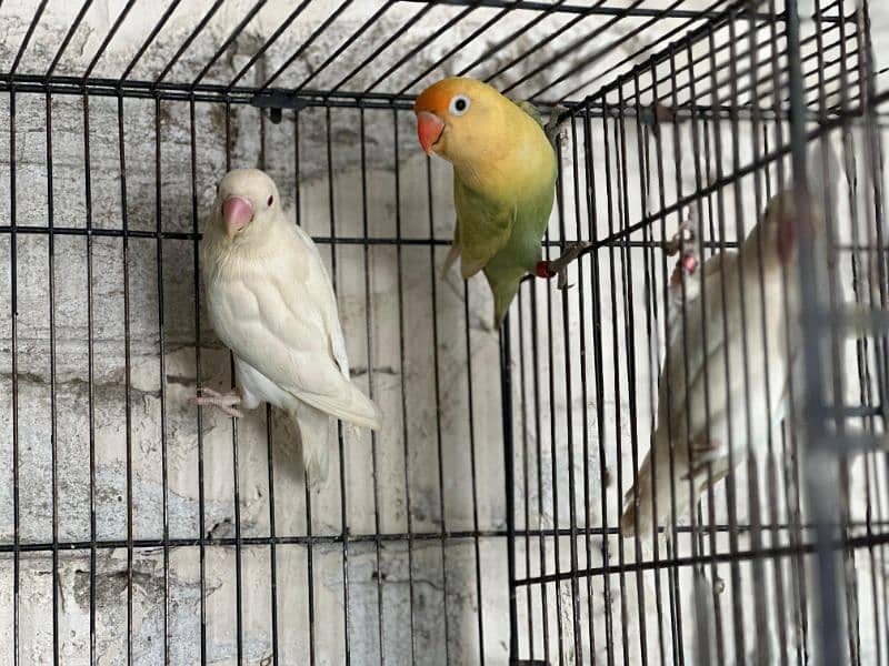 Albino Red & Splits and  Breeder pair with Eggs & Box with DNA 4