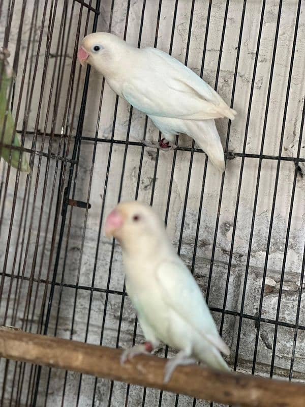 Albino Red & Splits and  Breeder pair with Eggs & Box with DNA 5