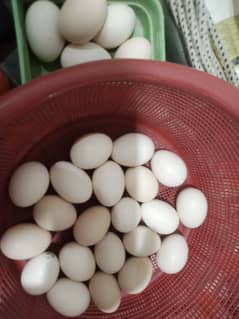 Ayam cemani fertail eggs 0