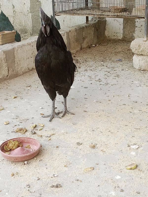 Ayam cemani fertail eggs 3