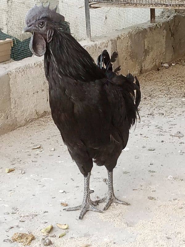 Ayam cemani fertail eggs 4