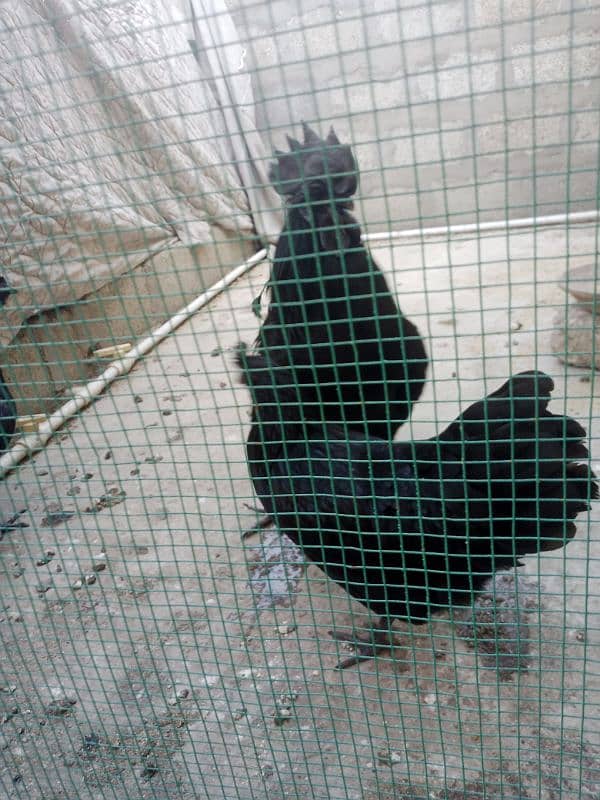 Ayam cemani fertail eggs 5