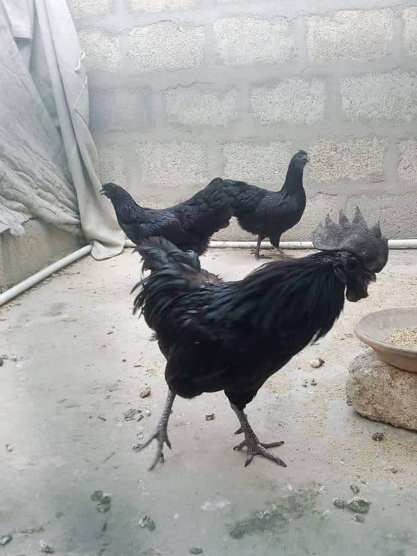 Ayam cemani fertail eggs 6