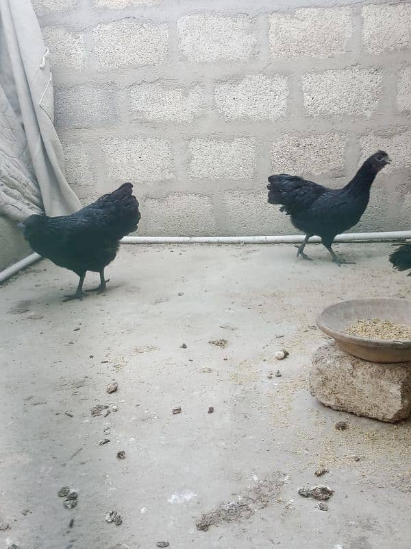 Ayam cemani fertail eggs 7