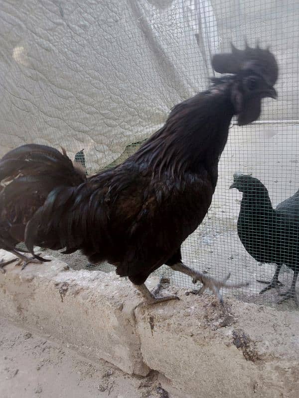 Ayam cemani fertail eggs 8