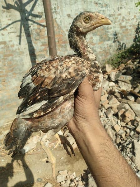 Mianwali Aseel Chicks 5