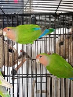 URGENT FOR SALE Peach Face Breeder Pair