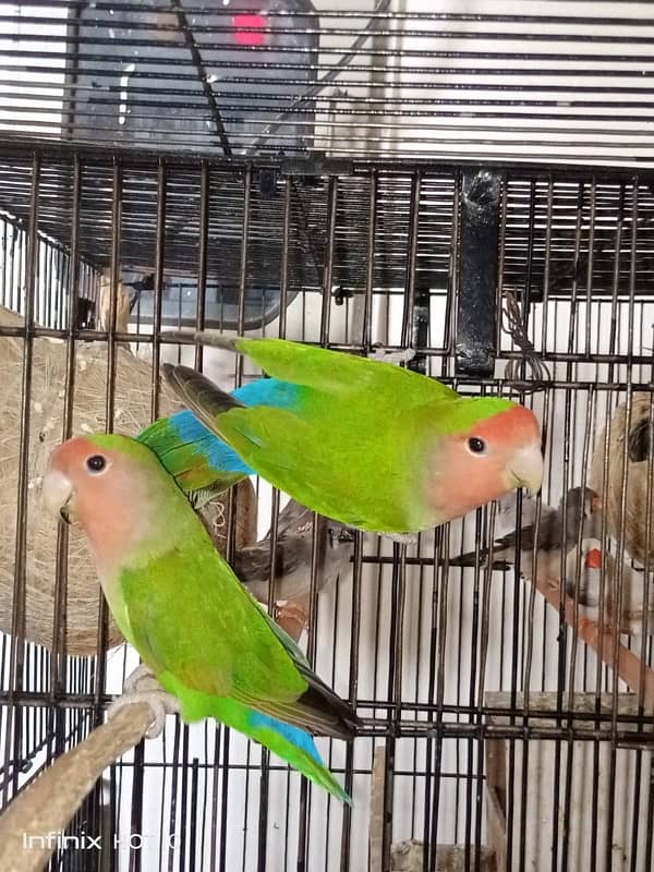 URGENT FOR SALE Peach Face Breeder Pair 1