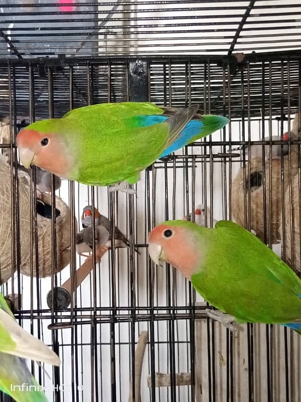 URGENT FOR SALE Peach Face Breeder Pair 2