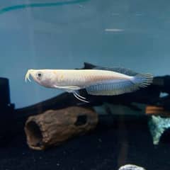 Albino Arowana