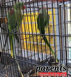 healthy & smart Alexander pair of kids for sale