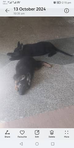 German Shepherd pair black/ black & tan