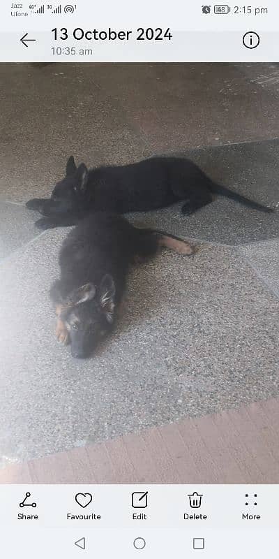 German Shepherd pair black/ black & tan 0