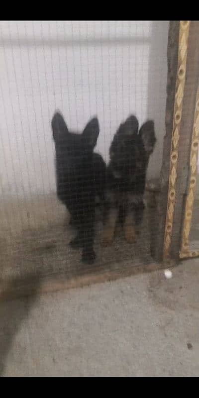 German Shepherd pair black/ black & tan 1