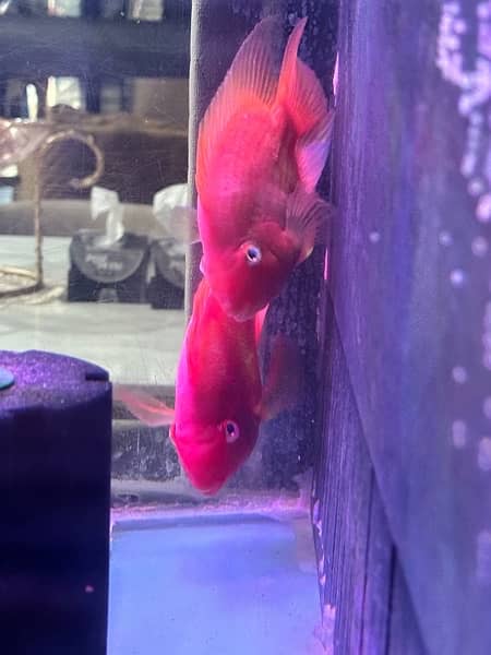 Blood Parrot Fish Pair 2