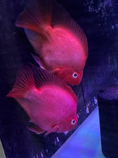 Blood Parrot Fish Pair 3