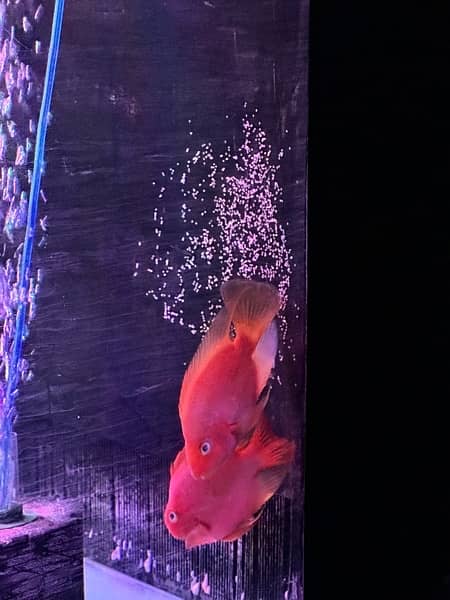 Blood Parrot Fish Pair 5