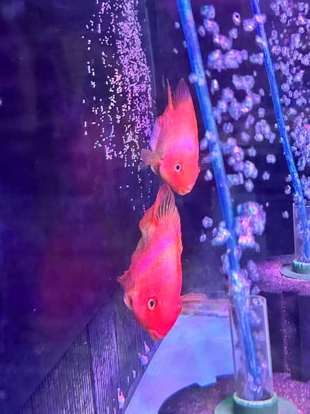 Blood Parrot Fish Pair 4