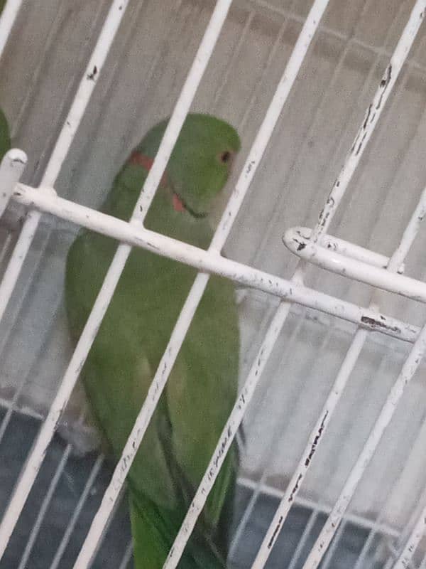 Breeder Male parrot for sale 2