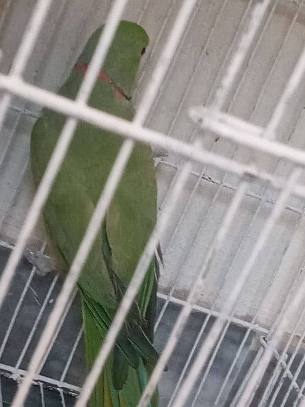 Breeder Male parrot for sale 3