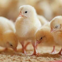 Broiler Chicks | Golden Misri Chicks | Desi Chuza | Desi Eggs 0