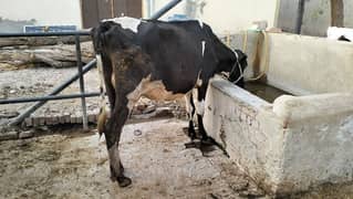 Australian Friesian Cross Breed Cow