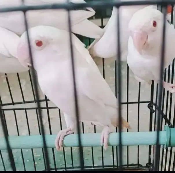 Albino red eyes / parblue split ino / love birds 0