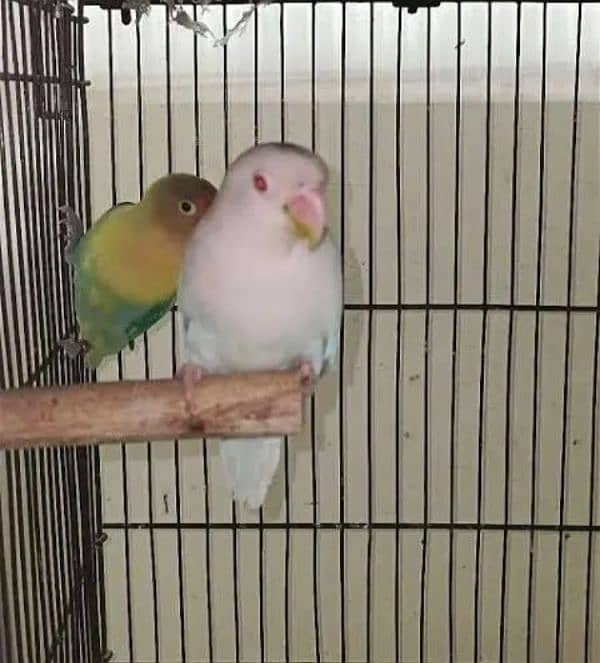 Albino red eyes / parblue split ino / love birds 1