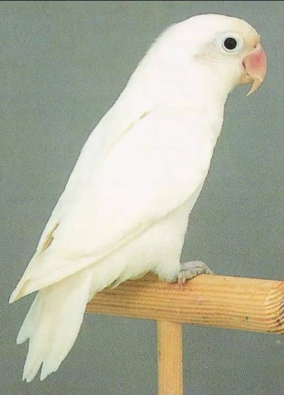 Albino red eyes / parblue split ino / love birds 2