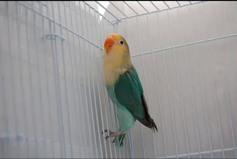 Albino red eyes / parblue split ino / love birds 3