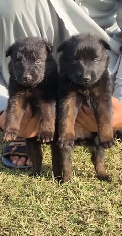 German shepherd puppies for sale / puppy / GSD pup / german shepherd