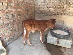 PREGNANT HEIFER FOR SALE