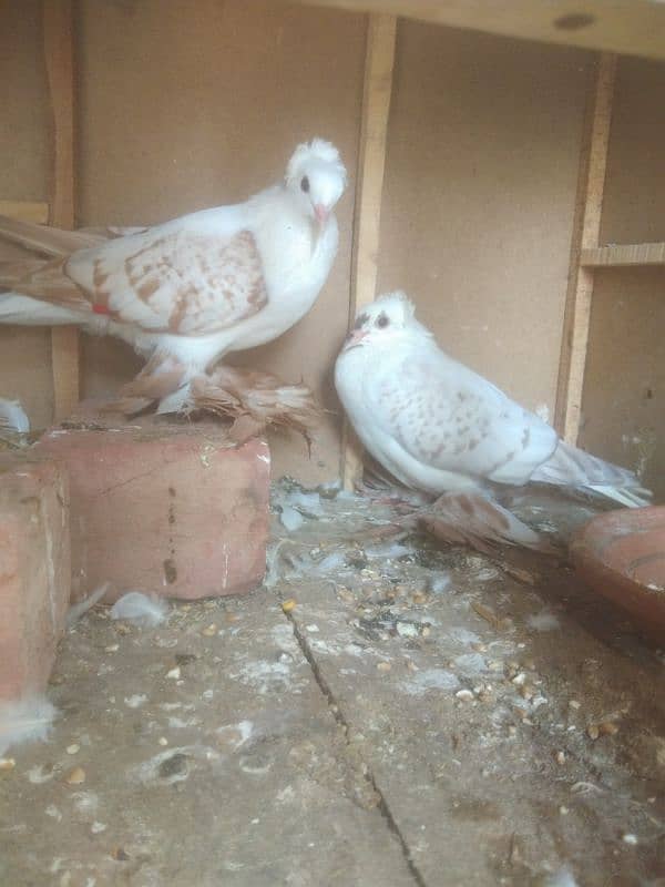 10frathers pair breeder cherry light colour top qyality birds 0