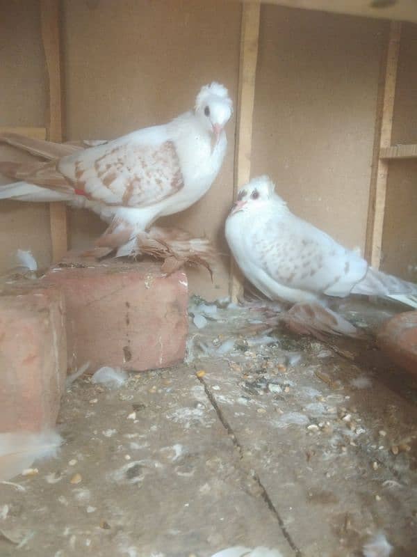 10frathers pair breeder cherry light colour top qyality birds 8