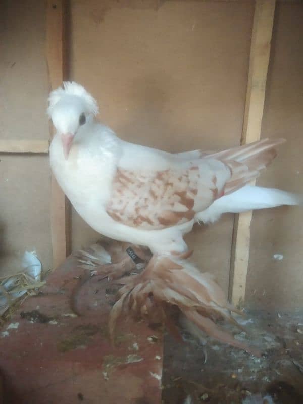 10frathers pair breeder cherry light colour top qyality birds 12