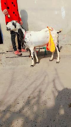 Doodh wali Bakri