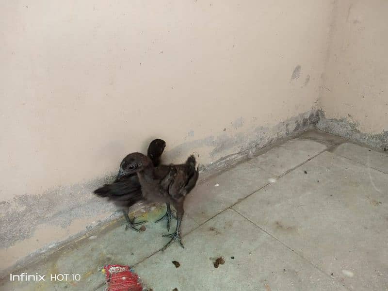 Ayam Cemani (Gray Tongue) European Bread 3