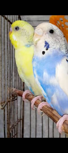 Fresh home breed budgies. with good health