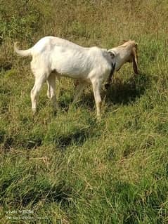 Bakra for sale