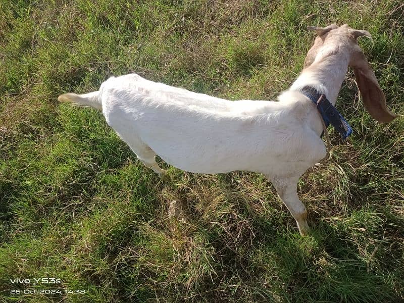 Bakra for sale 1