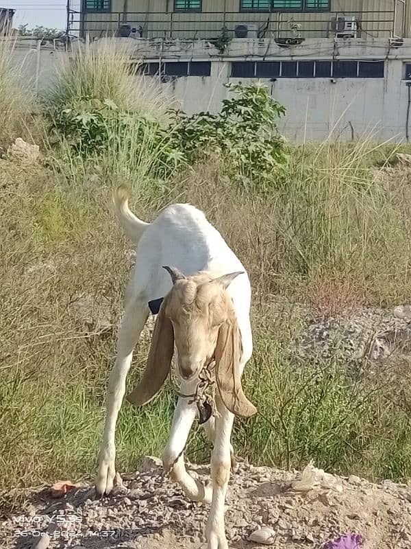 Bakra for sale 3