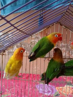 Fishery Lovebird Exchange Possible 03020708076