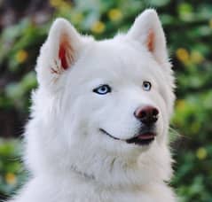 White Siberian Husky Male Puppy