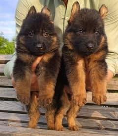 German Shepherd quality puppies available