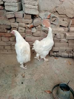 White Heavy Buff females for sale