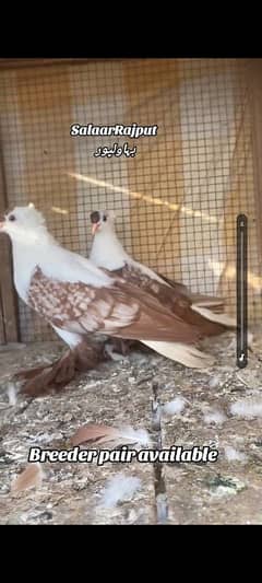 sallow cherry Breeder pair available