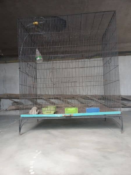 birds cages 11