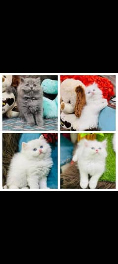 Persian Kitten Available