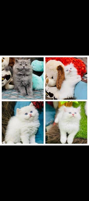 Persian Kitten Available 0