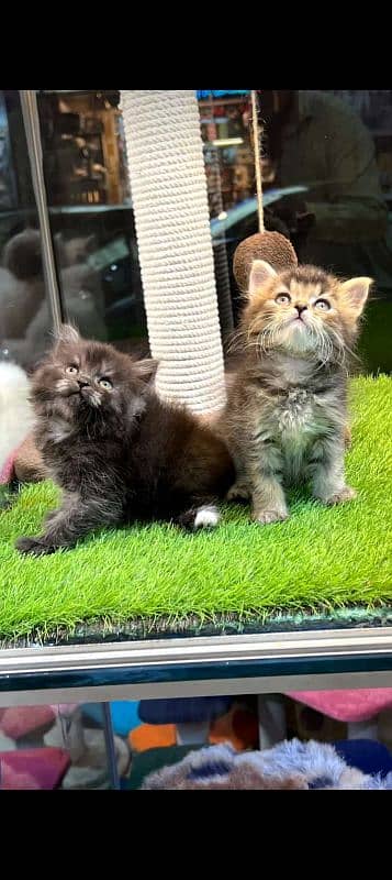 Persian Kitten Available 8